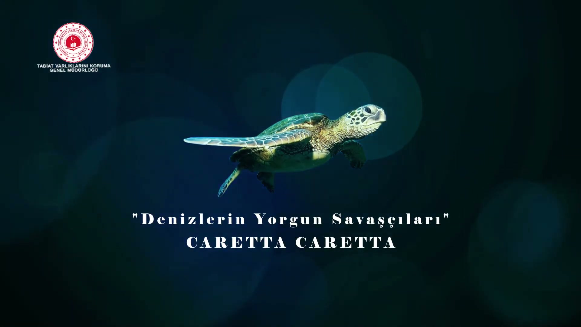 Denizlerin Yorgun Savaşçıları Caretta Caretta video önizlemesi